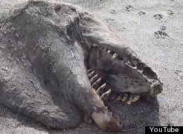 New Zealand Sea 'Monster': Expert Sheds Light On Mystery Carcass That ...