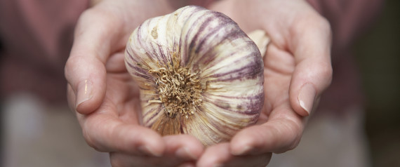GARLIC