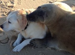 Seal And Dog Share Tender Moment In Ridiculously Cute Video